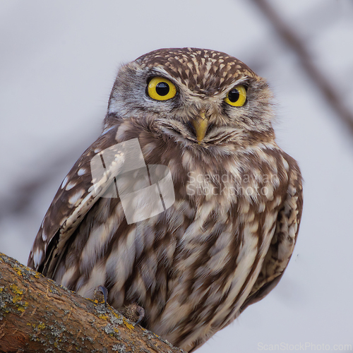 Image of closeup of a cute little owl