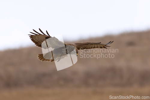 Image of common buzzard hunting over meadows