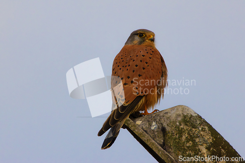 Image of common kestrel perched on light pole