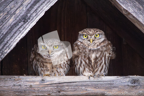 Image of cute little owls couple