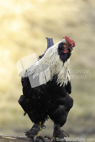 Image of large rooster closeup