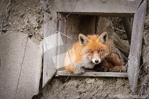 Image of red fox at the window