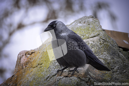 Image of western jackdaw on a house roof