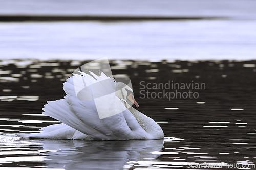 Image of beautiful mute swan displaying courtship behaviour