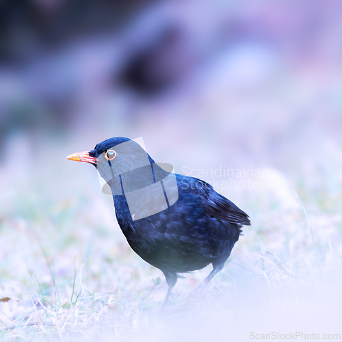 Image of common blackbird foraging for food