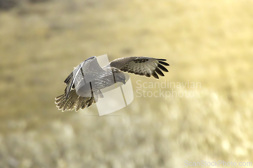 Image of common european buzzard in flight