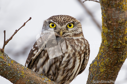 Image of curious little owl looking at the camera