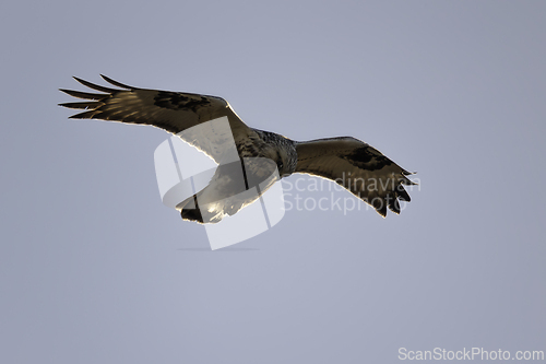 Image of marsh harrier in flight over sky background