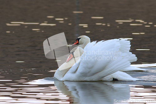 Image of mute swans couple on pond