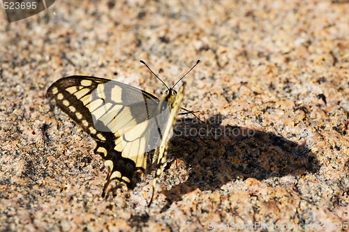 Image of Swallowtail Butterfly