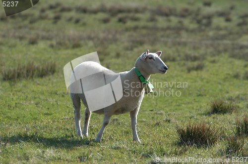 Image of Sheep_25.04.2005