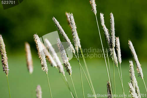 Image of Wild Grass Macro
