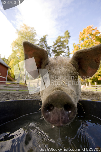 Image of Pig at Water Bowl