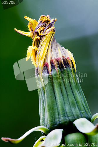 Image of Dandelion bud