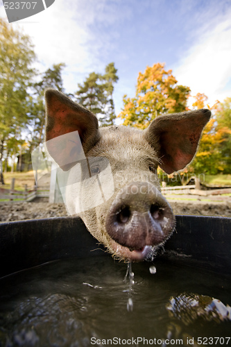 Image of Pig at Water Bowl