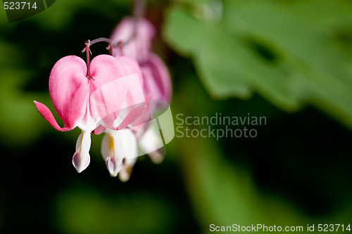 Image of Bleeding Heart