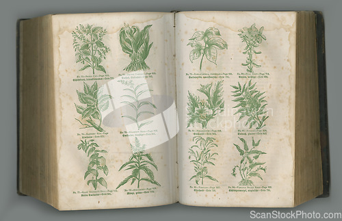 Image of Old book, plants and herbs in literature for biology, medical study or ancient vintage pages against studio background. Historical novel, botanical journal or paper of natural medieval remedy