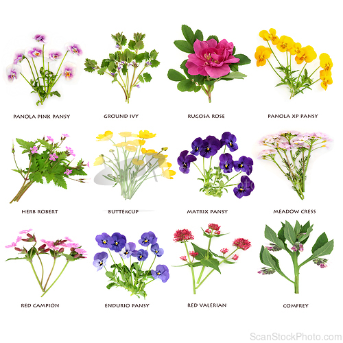 Image of Edible British Flower and Wildflower Collection
