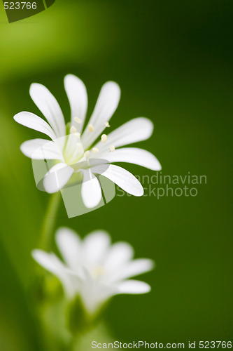 Image of White Flower