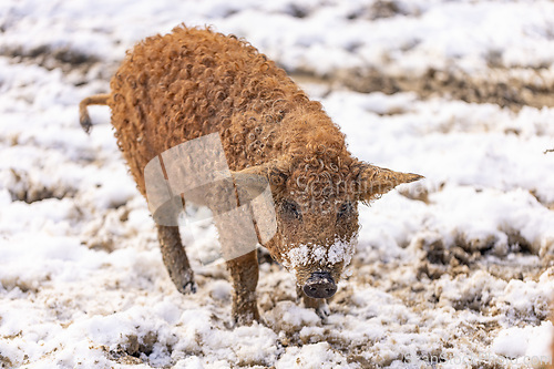 Image of Hungarian mangalitsa pig