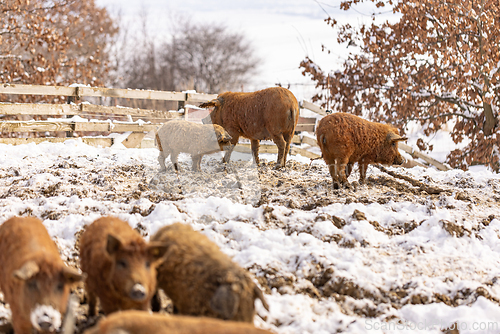 Image of Group of young mangalitsa pigs