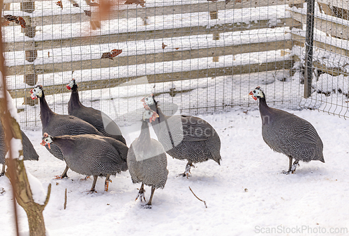Image of Group of guinea fowl