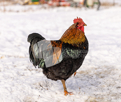 Image of Free range cock in the winter