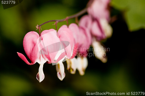 Image of Bleeding Heart Flower