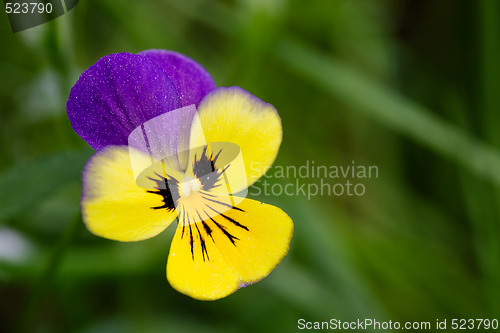 Image of Purple and Yellow flower
