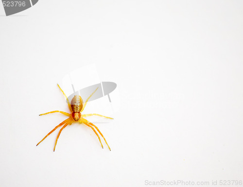 Image of Yellow Spider