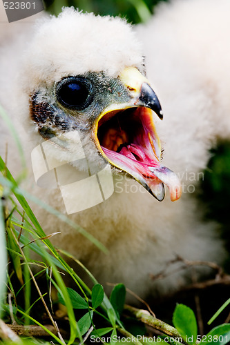 Image of Prairie Falcon Chick