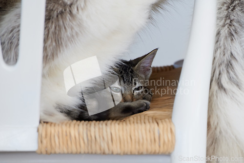Image of Chair, kitten or tired cat in home with fatigue in lying down for nap feeling lazy, sleepy or curious. Relax, cute pet or exhausted furry domestic animal resting in lounge, living room or apartment