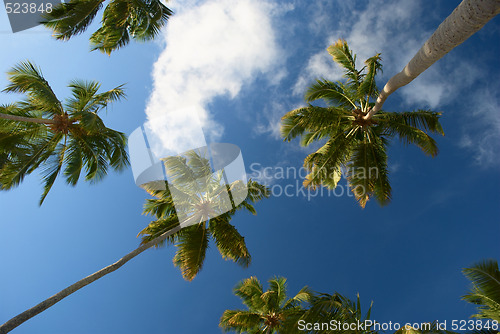 Image of coconut palm-trees in maragogi, Brazil