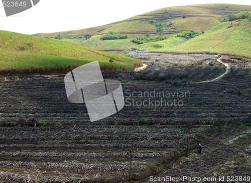 Image of Burning land in sugar cane harvest