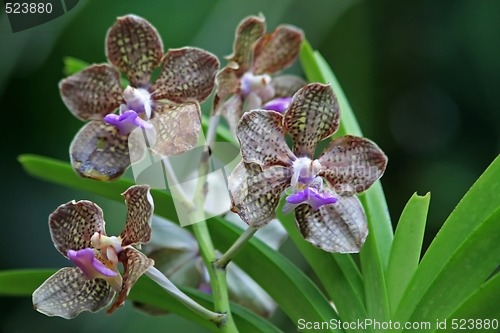 Image of Vanda, Orchid