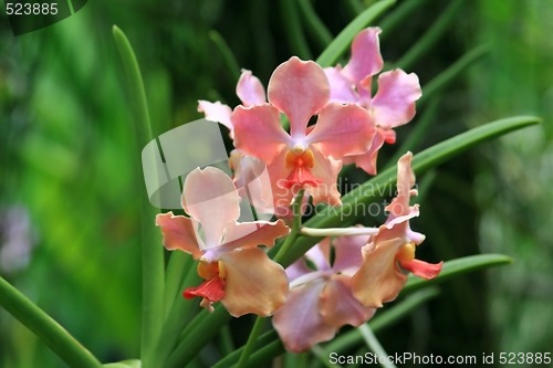 Image of Vanda, Orchid