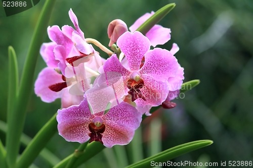 Image of Vanda, Orchid