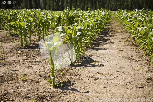 Image of Rows of Corn