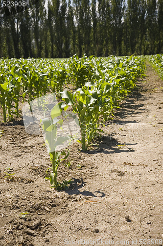 Image of Rows of Corn