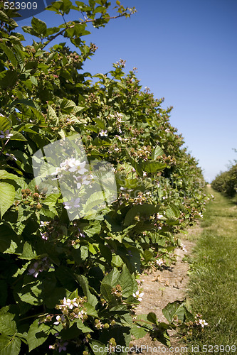 Image of U Pick Berry Farm