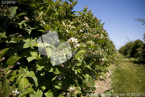 Image of U Pick Berry Farm