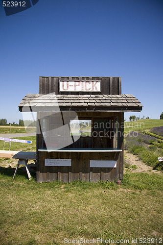 Image of Lavender Farm