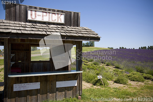 Image of Lavender Farm