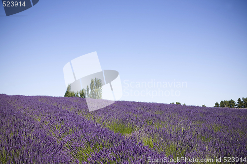 Image of Lavender Farm