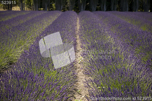 Image of Lavender Farm