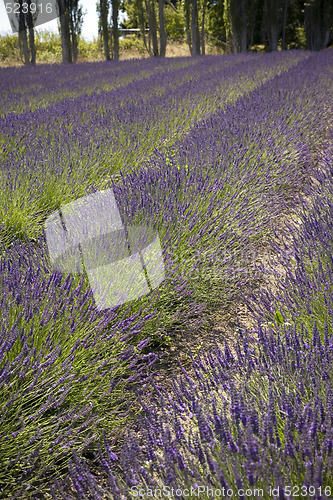 Image of Lavender Farm