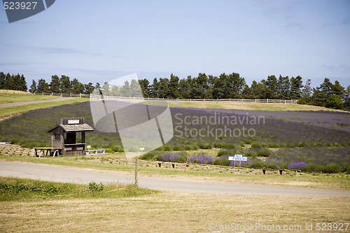 Image of Lavender Farm