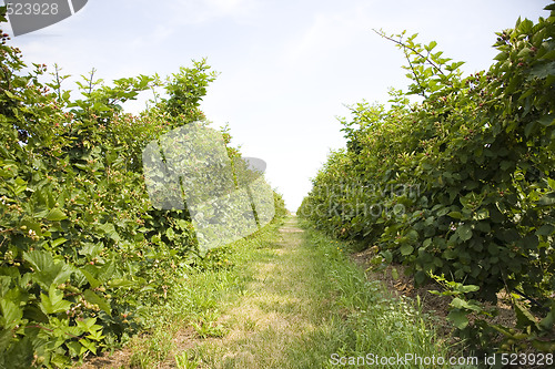Image of U Pick Berry Farm