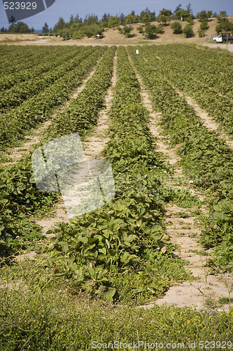 Image of Strawberry Field