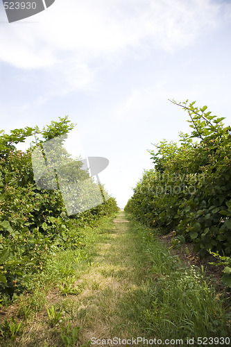 Image of U Pick Berry Farm